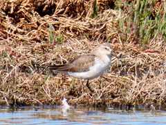 Calidris ferruginea