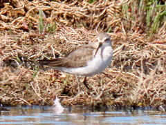Calidris ferruginea