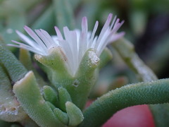 Delosperma herbeum