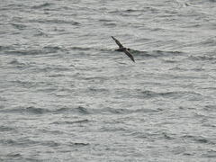 Macronectes giganteus