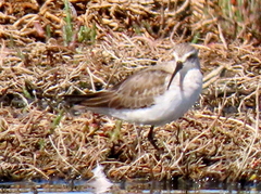 Calidris ferruginea