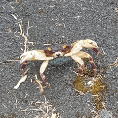 Geograpsus grayi