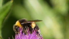 Bombus lucorum