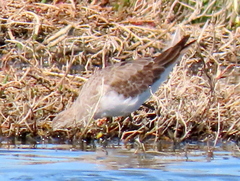Calidris ferruginea