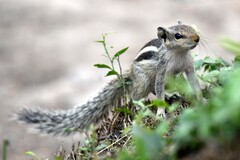 Funambulus pennantii
