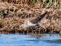 Calidris ferruginea