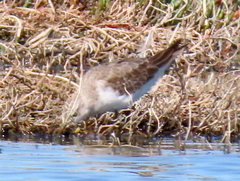 Calidris ferruginea