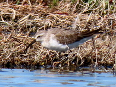 Calidris ferruginea