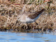 Calidris ferruginea