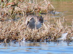 Calidris ferruginea
