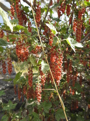 Ribes magellanicum