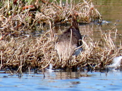 Calidris ferruginea