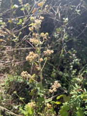 Sida cordifolia