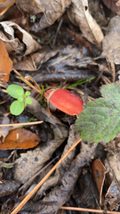 Leratiomyces ceres