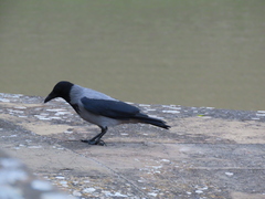 Corvus cornix