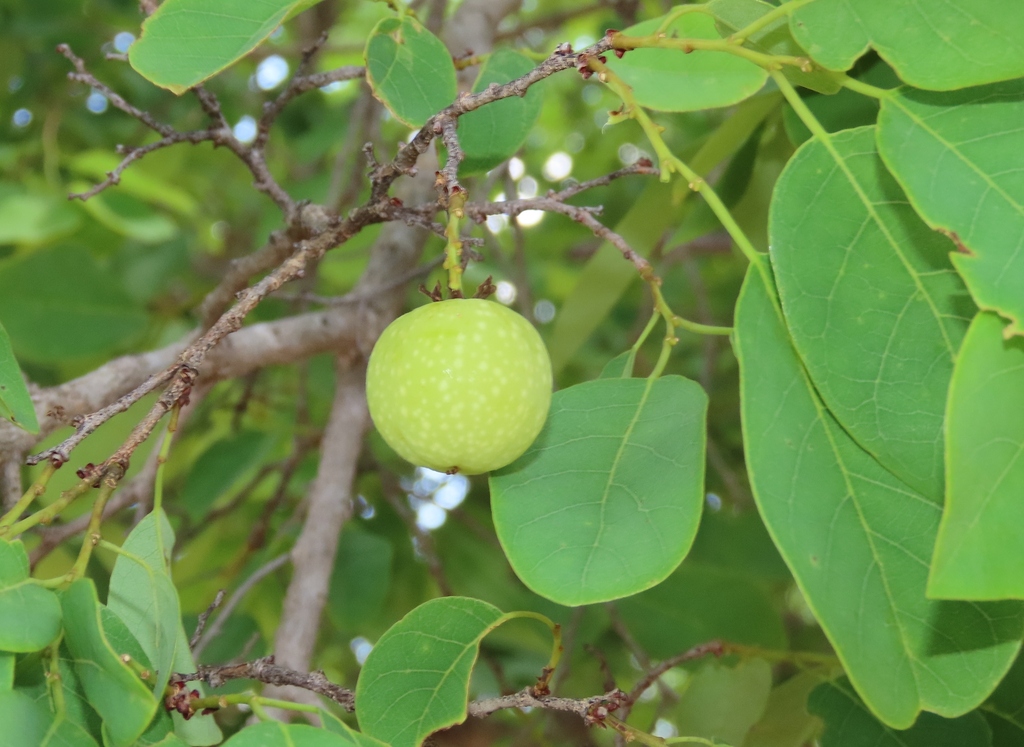 kuduberry
