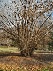 Corylus americana