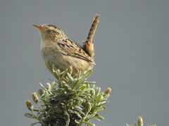 Cistothorus platensis