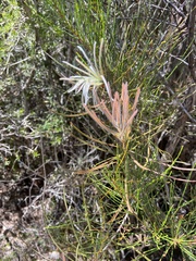 Melaleuca linearis