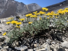 Erigeron chrysopsidis