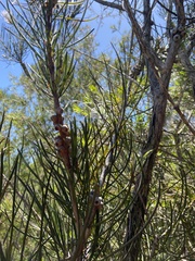 Melaleuca linearis