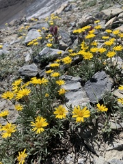 Erigeron chrysopsidis