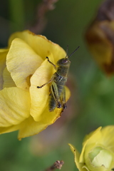 Pseudopodisma