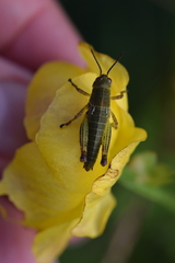 Pseudopodisma