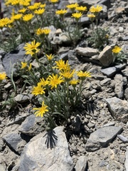 Erigeron chrysopsidis