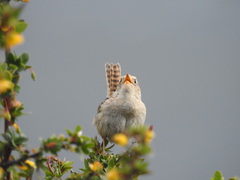 Cistothorus platensis