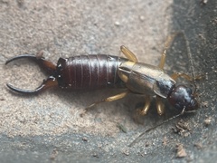 Forficula auricularia