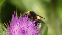 Bombus lucorum