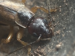 Forficula auricularia