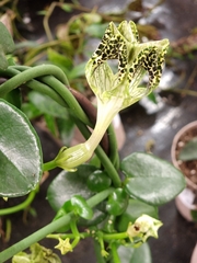Ceropegia sandersonii