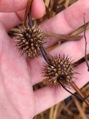 Sparganium americanum