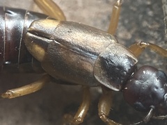 Forficula auricularia