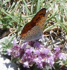 Lycaena alciphron