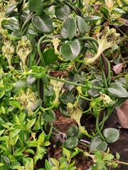 Ceropegia sandersonii