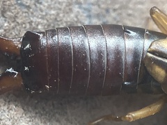 Forficula auricularia