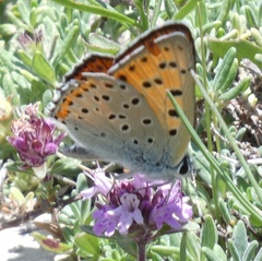 Lycaena alciphron