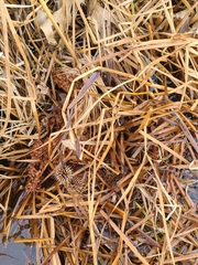 Sparganium americanum