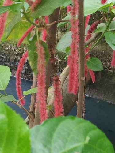Acalypha hispida