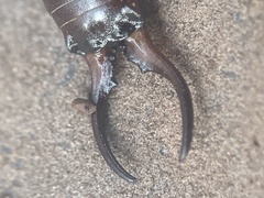 Forficula auricularia