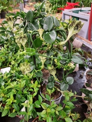 Ceropegia sandersonii