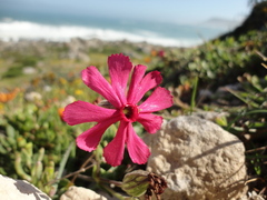 Silene ornata