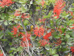 Phrygilus patagonicus