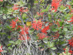 Phrygilus patagonicus