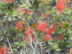 Phrygilus patagonicus