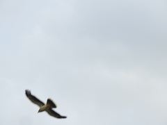 Daptrius albogularis