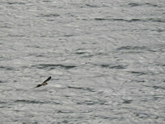 Daptrius albogularis